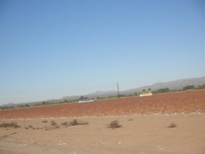 Cotton fields in Marana, AZ
