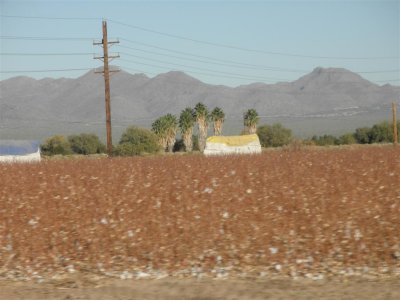 cotton fields and bundles of cotton