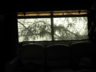 Shadow of tree outside our RV window in Marana, AZ