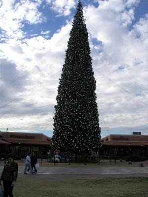 I had to back all the way to the parking lot just to get the whole tree in the picture