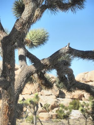 Joshua Tree National Park