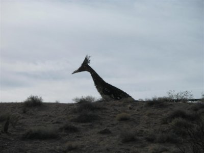 the Birds     El Paso, TX