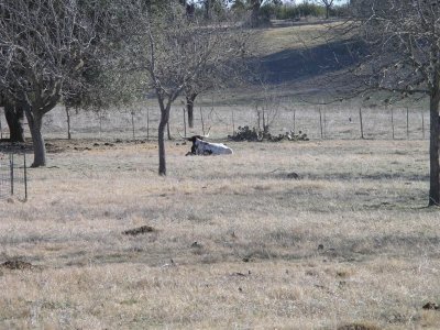 Bandera, TX-Longhorn Steer At Skyline Campground