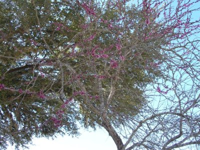 Bandera, TX-flowers in bloom on tree