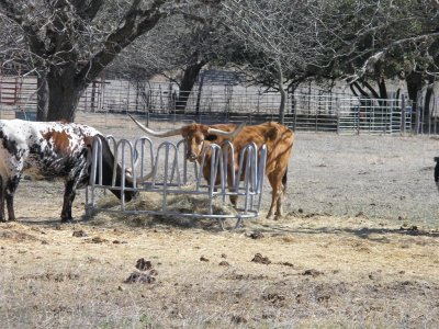 Bandera, TX