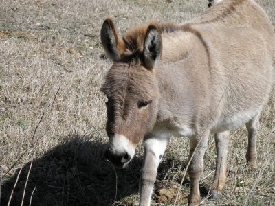 Bandera, TX-burros at campground