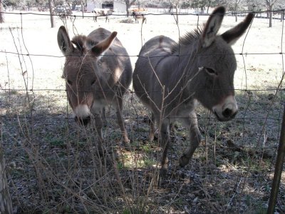 Bandera, TX-burros at campground