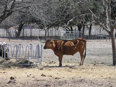 Bandera, TX-longhorn steer at campground