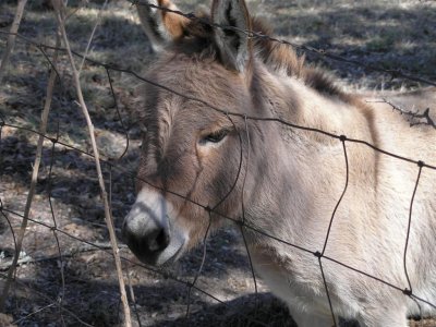 Bandera, TX-burro at campground