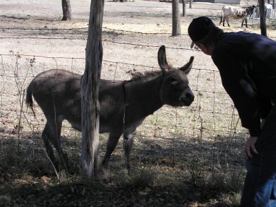 Bandera, TX-burro & Rolf