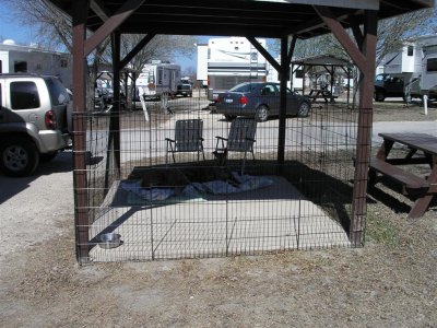 San Antonio, caged dogs in patio area
