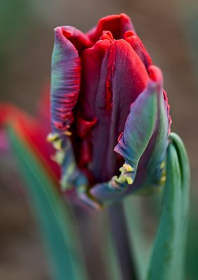 Tulip 6