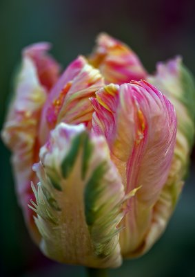 Tulip 8