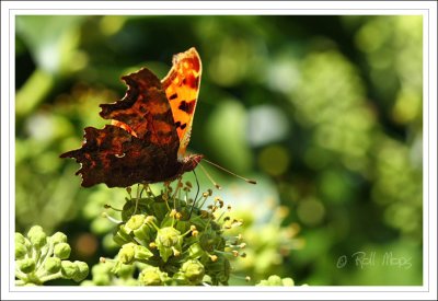 Polygonia c-album (Robert le diable)...