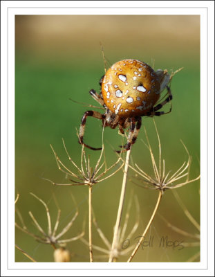Araneus quadratus...