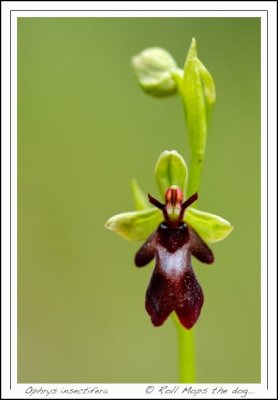 Ophrys insectifera ...