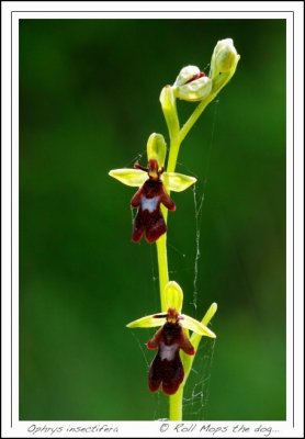 Ophrys insectifera ...