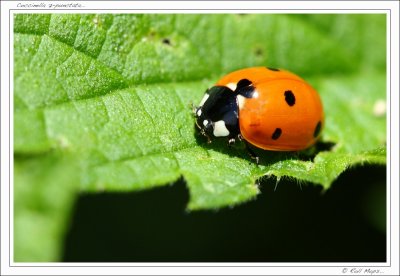 Coccinella 7 punctata...