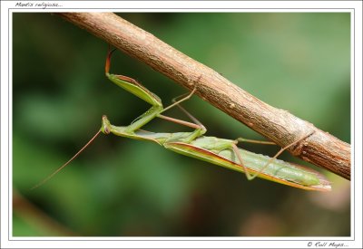 Mantis religiosa...