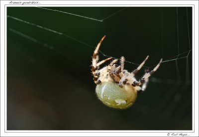 Araneus quadratus...