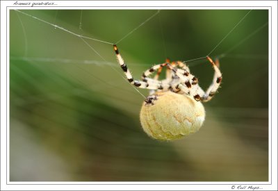 Araneus quadratus...