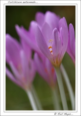 Colchicum autumnale...
