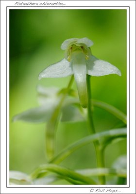 Platanthera chlorantha