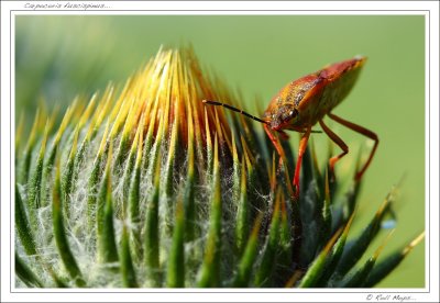 Carpocoris fuscispinus...