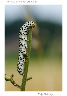Shargacucullia scrophulariae ...