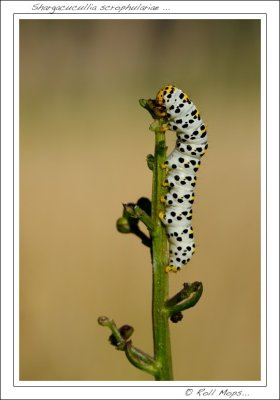 Shargacucullia scrophulariae ...