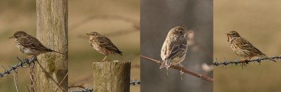 meadow pipits