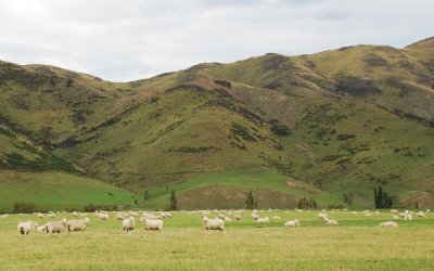  Best of New Zealand