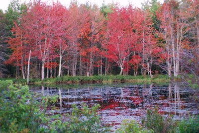 Fall colors reflected on a pond on Rt. 16