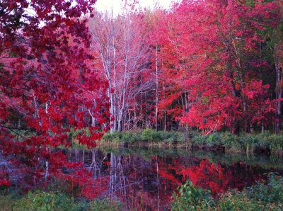 I had to stop on the drive home after the hike to enjoy this spectacular display of fall reds reflected on the pond surface.