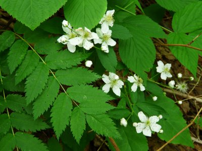 2010.06.26 Chocorua via Champney Falls Tr 109.JPG