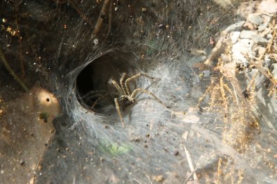 Funnel spider