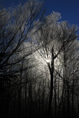 The rising sun made the ice-covered tree branches glow.