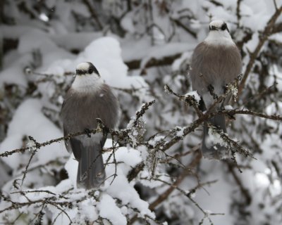 A Grey, Snowy Day on Pierce and Beyond, 1/29/11