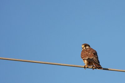 Navadna postovka/Common kestrel