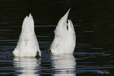 IMG_0103.jpg