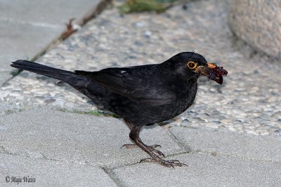 IMG_9174.jpg