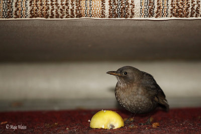 _MG_2111.jpg Under the sofa on the terrace