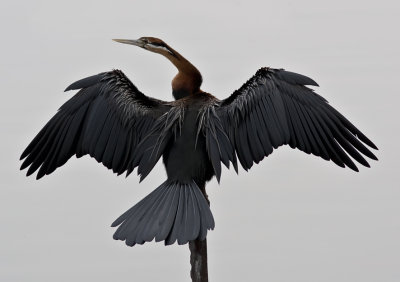 african darter_2_wmckay10.jpg
