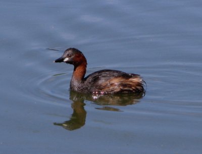ipifani_photo
