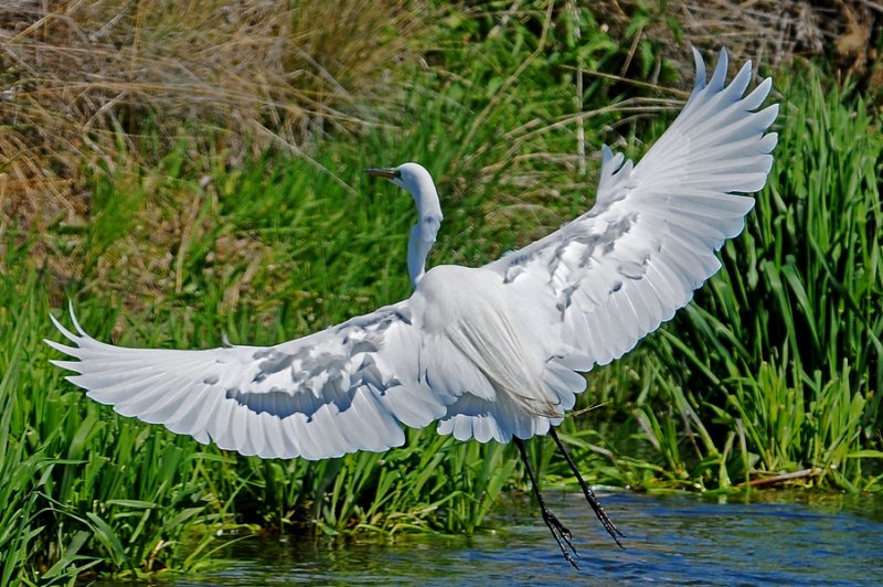Great Egret Take Off