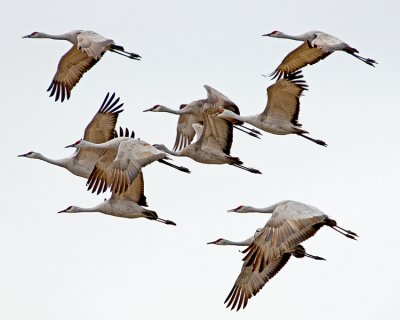 Sandhill Cranes Into The North
