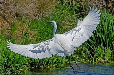 Great Egret Take Off