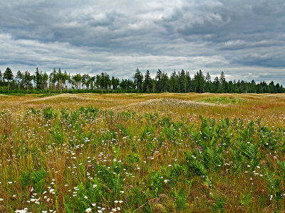 Blooming Mounds At Mima