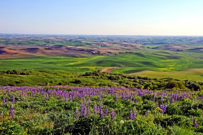 Palouse Wheat And Lupine