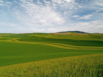 The Palouse In Spring